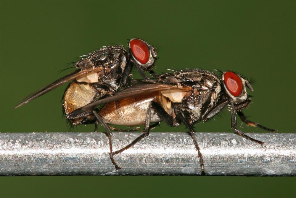 RÃ©sultat de recherche d'images pour "enculer les mouches"