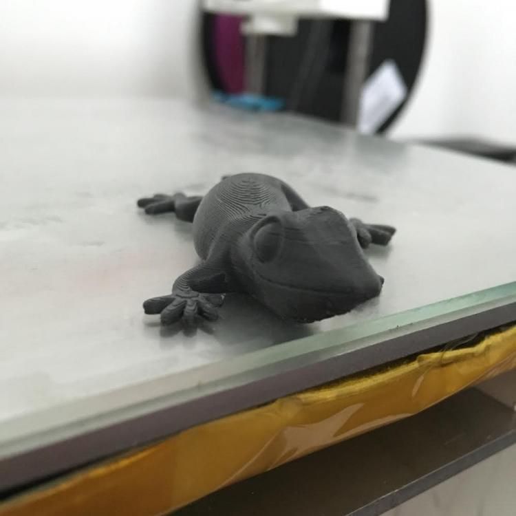 Geko1.jpg