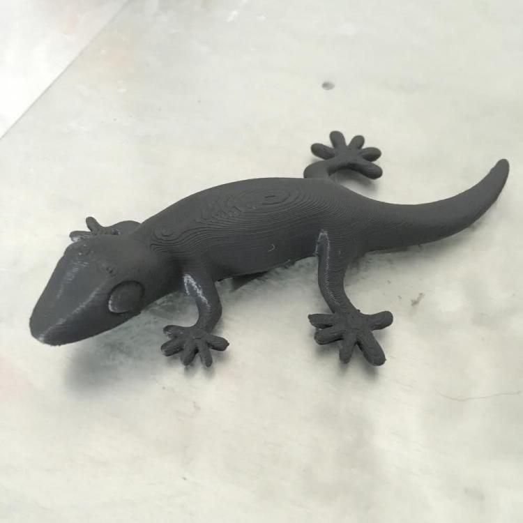 Geko2.jpg