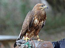 220px-Common_Buzzard_RWD.jpg.db9f86b33ade8646bcebf17b9478b46b.jpg