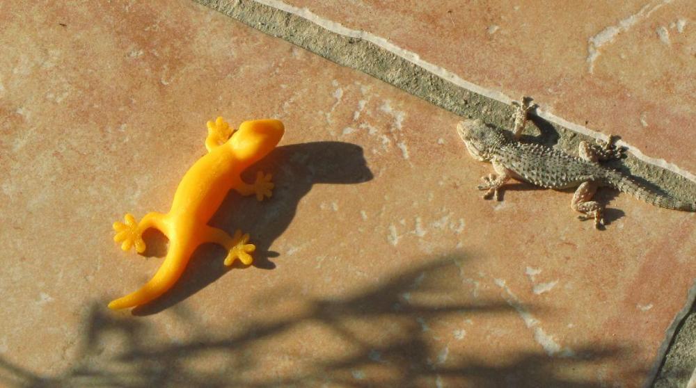 Gecko vs gecko B.jpg