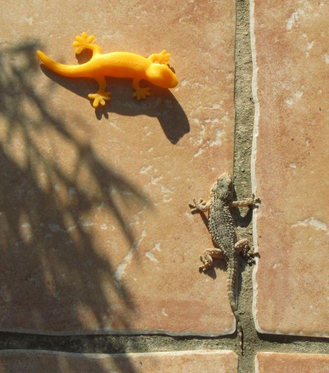 Gecko vs gecko.jpg