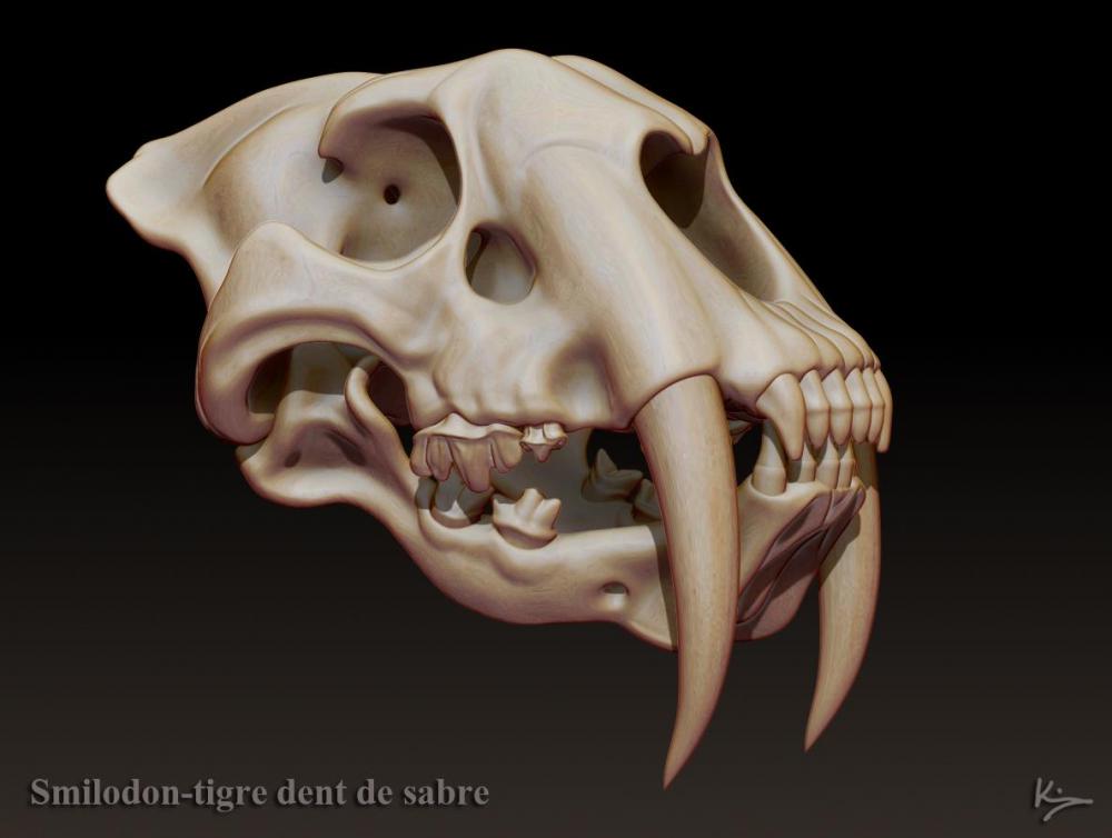 smilodon 01.jpg