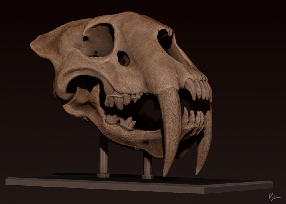 smilodon 05.jpg