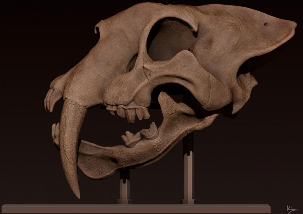 smilodon 06.jpg