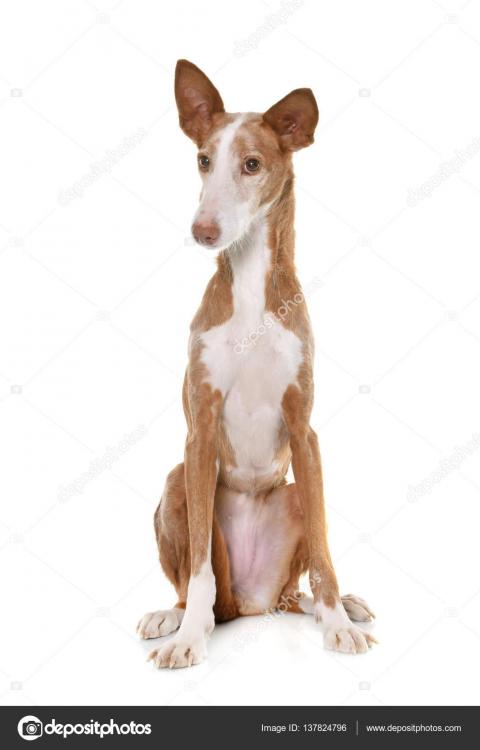 podenco assis.jpg