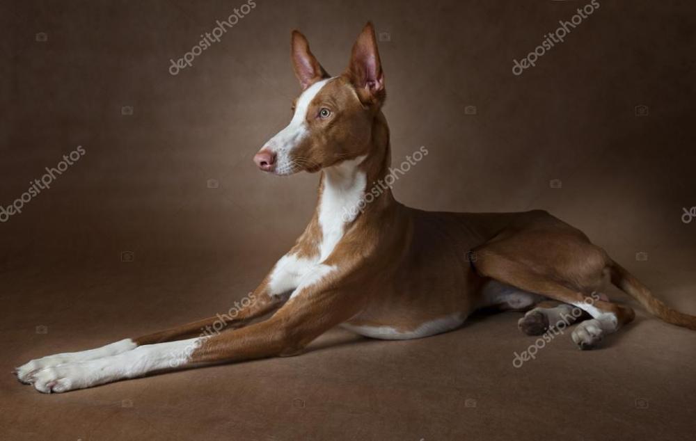 podenco couché.jpg