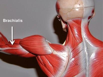 brachialis-model.jpg.99d13f259b71b146b99655bbc7a687c7.jpg