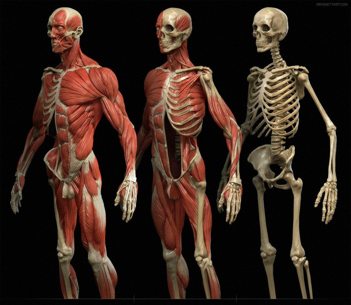 Body anatomy. Костно-мышечная система. Анатомия человека скелет и мышцы. Рафаэль Грассетти анатомия. Анатомия костно мышечной системы.