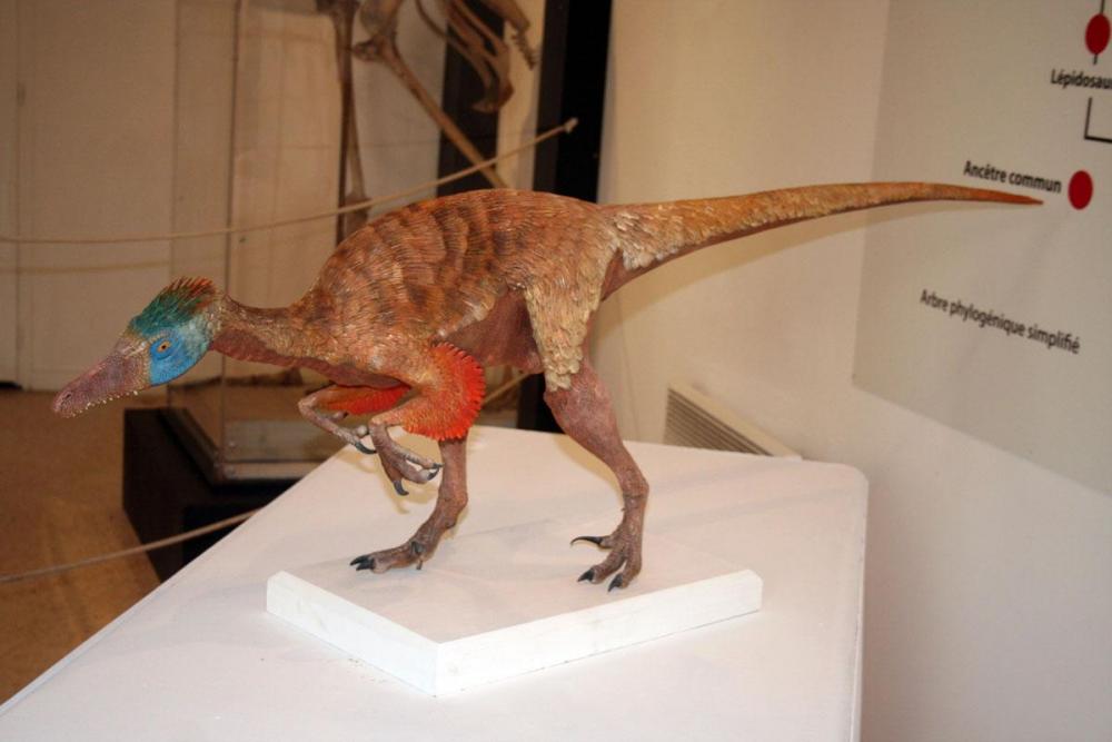 variraptor au musée.jpg