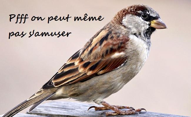 moineau-1-145011-31.jpg.a4104e6f8053b8216527ebf7d2168527.jpg