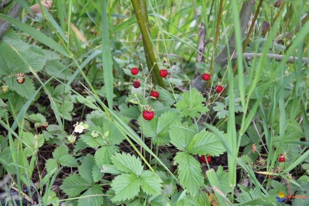 fraises-des-bois.thumb.jpg.fd0aa29d0226074ab11c8f59aeedd430.jpg