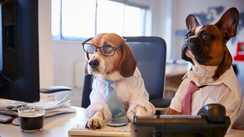 chiens-au-boulot.thumb.jpg.1491b95a26e1da712b6972af8332df55.jpg