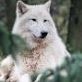 Loup-blanc