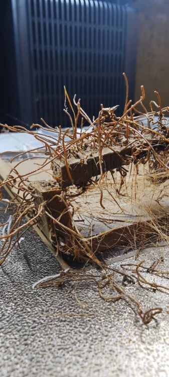 WhatsApp Image 2026-03-05 at 11.31.47.jpeg