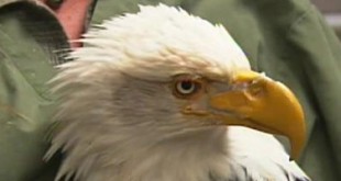 Bec d'aigle américain imprimé en 3D