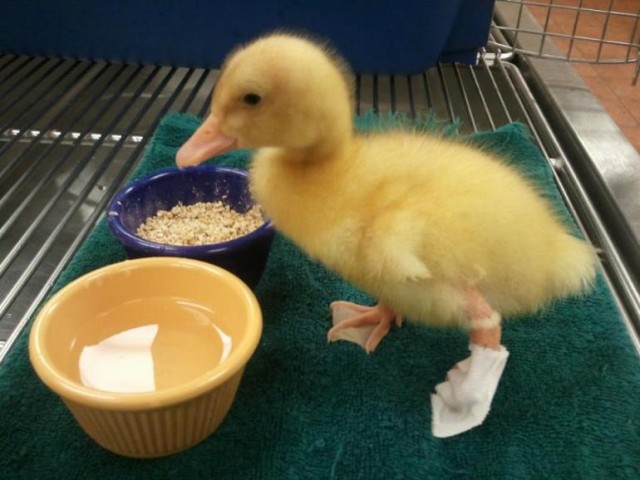 Buttercup, le canard unijambiste