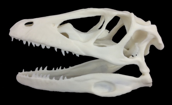 Tête de dinosaure imprimé en 3D avec une Isis One