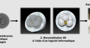 Embryon imprimé en 3D