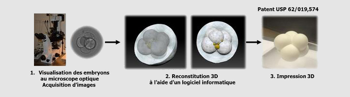 Embryon imprimé en 3D