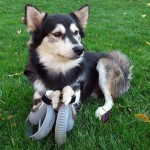 photo chien husky prothese imprimante 3D