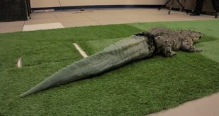 alligator 3D