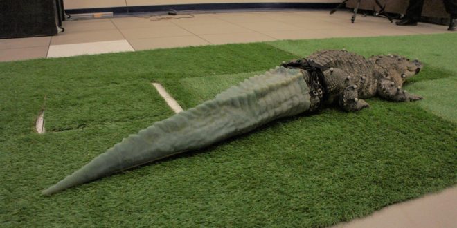 alligator 3D