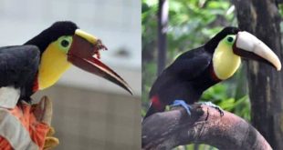 photo bec toucan 3D