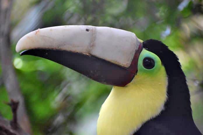photo bec toucan 3D