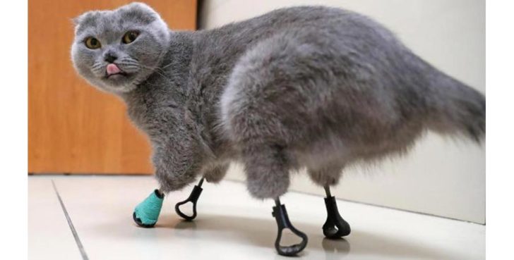 chat prothese patte imprimante 3D