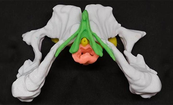 anatomie sexuelle impression 3D